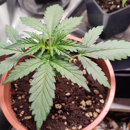 creme caramel auto