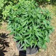 (sherbz/purpose) x black rainbow sherbet