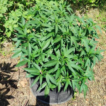 (sherbz/purpose) x black rainbow sherbet