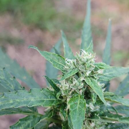 creme caramel auto