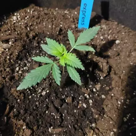 Pineapple Express Auto Fem First Grow