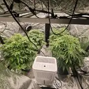 Mixed autopot run