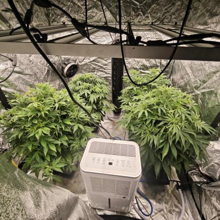 Mixed autopot run