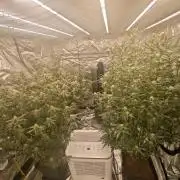 Mixed autopot run