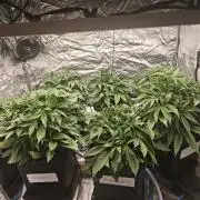 Mixed autopot run