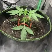 Royal biscotti, royal critical auto