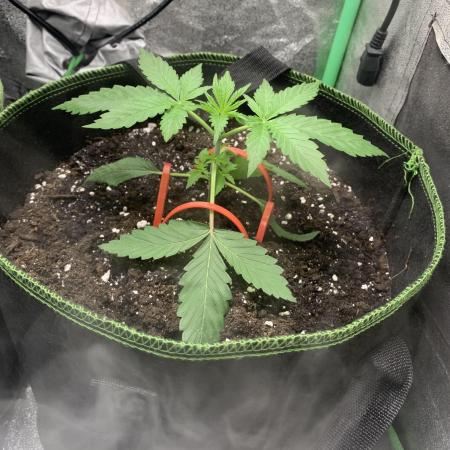 Royal biscotti, royal critical auto