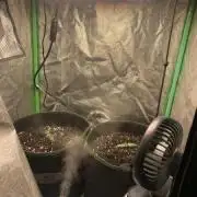 Royal biscotti, royal critical auto