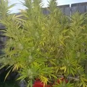 Quebec Blue Q.C.S