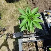 Critical SourD Outdoor KNF