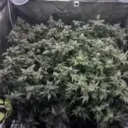 La Bomba x1 + Golosa x3