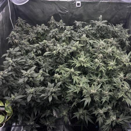 La Bomba x1 + Golosa x3