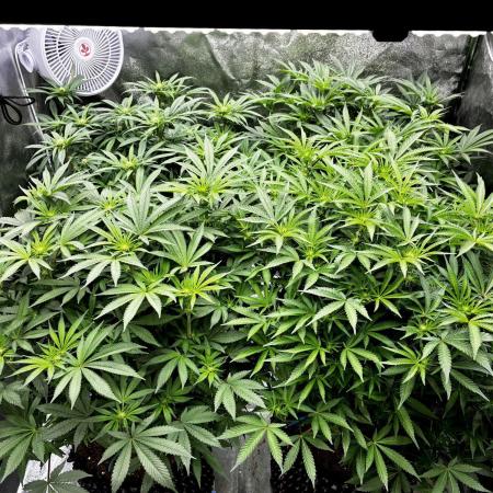 La Bomba x1 + Golosa x3