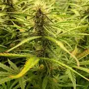 Mango Cherry Runtz Auto Fastbuds
