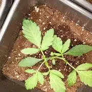 Green Gelato Auto RQS