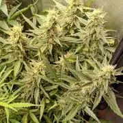 Big Bud Auto Fastbuds