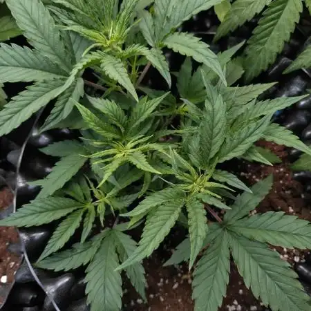 Guava Auto Fastbuds