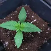 Purple Lemonade Auto RQS