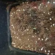 Guava Auto RF3 Fastbuds