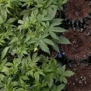 Grape Pop Rocks Auto Anesia Seeds