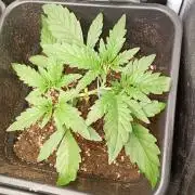 Space Cookies Auto Delicious Seeds