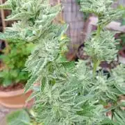 Outdoor Godfather OG Auto Zamnesia