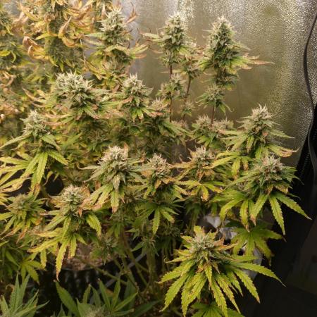 Pink Runtz Auto RQS
