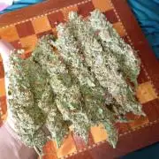 Big Bud Auto Fastbuds
