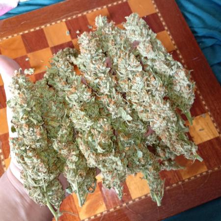Big Bud Auto Fastbuds