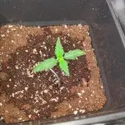 Gelato Mint Auto 00Seeds