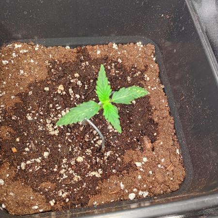 Gelato Mint Auto 00Seeds