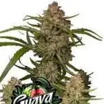 Guava Auto Fastbuds