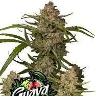 Guava Auto Fastbuds