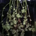 Apple Betty Auto Herbiesseeds