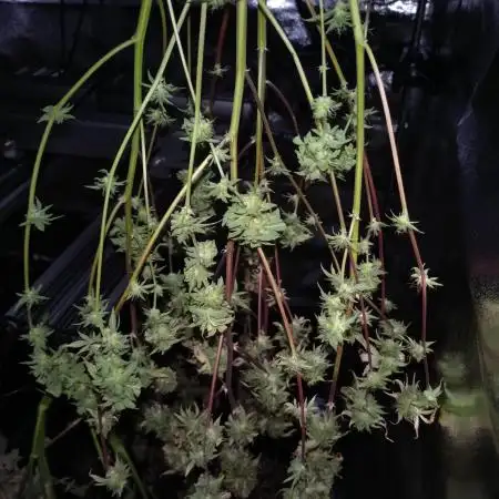 Apple Betty Auto Herbiesseeds