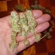 Lemonpaya Pheno #2 Fastbuds