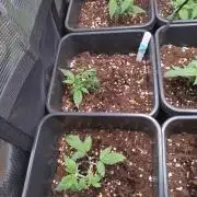 Grape Pop Rocks Auto Anesia Seeds