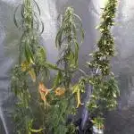 Wedding Cake Auto Barneys Farm