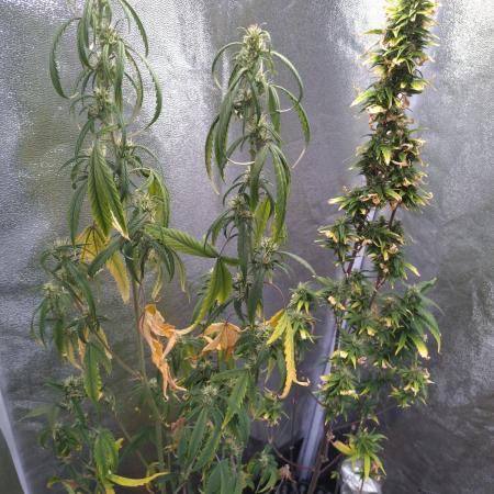 Wedding Cake Auto Barneys Farm