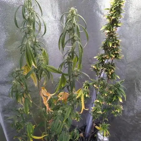 Wedding Cake Auto Barneys Farm