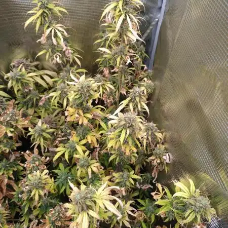 Apple Betty Auto Herbiesseeds