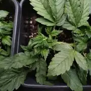 Purple Lemonade Auto RQS