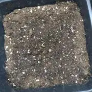 Orange Sherbet FF P#2 Fastbuds