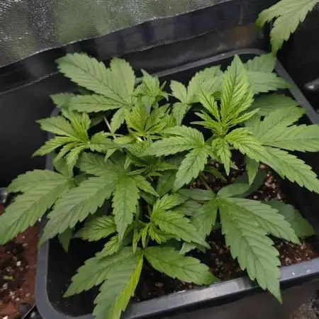 Pink Runtz Auto RQS