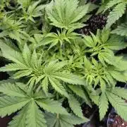 Strawberry Cheesecake Auto Barneys Farm