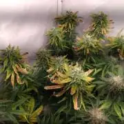 Cookies Gelato Auto RQS