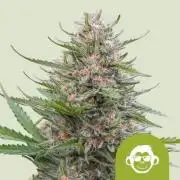 Grape Ape Auto Royal Queen Seeds