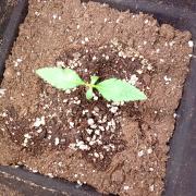 Space Cookies Auto Delicious Seeds
