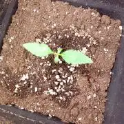 Space Cookies Auto Delicious Seeds