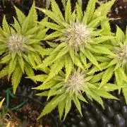 Banana Purple Punch Auto Fastbuds